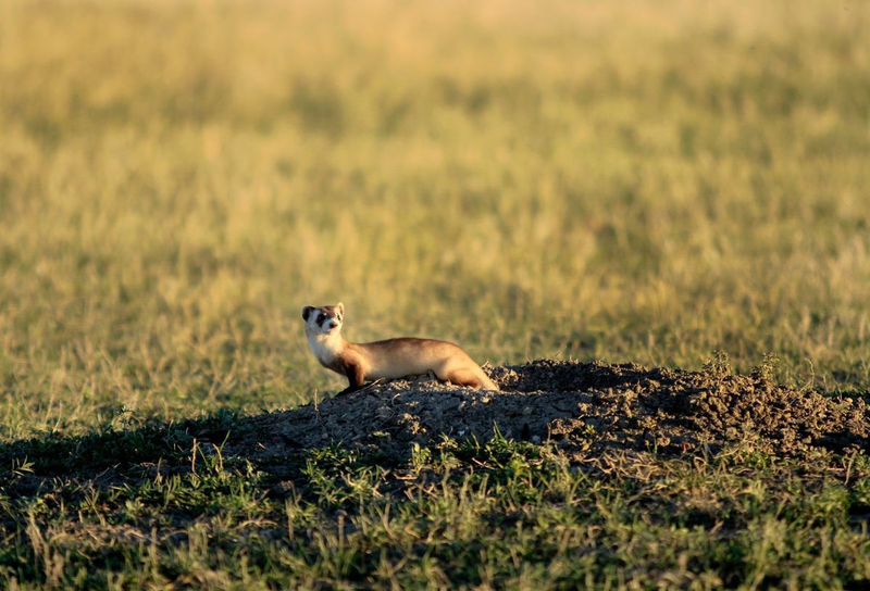 Illustration for article titled Return from whence you came, Black-Footed Ferrets